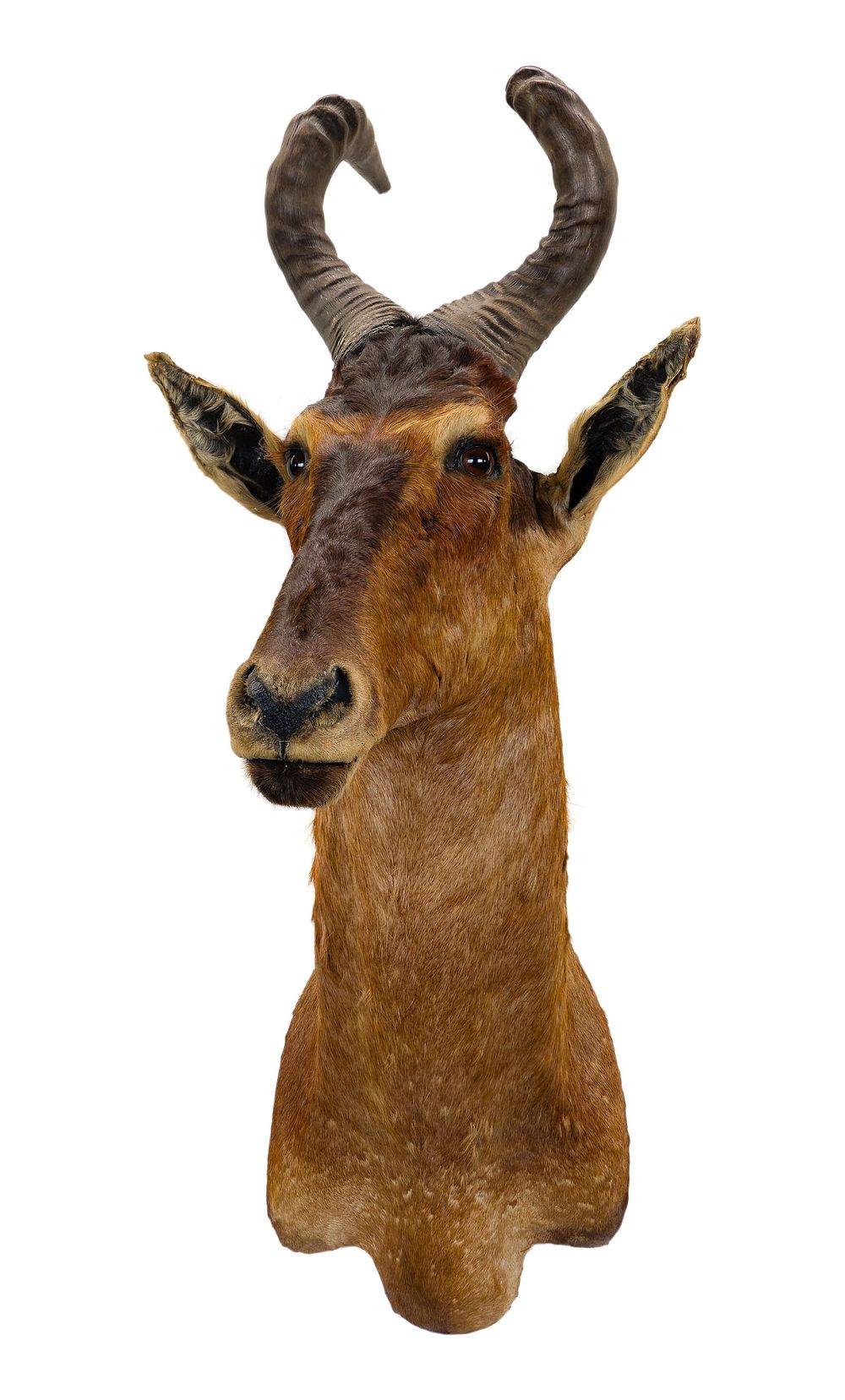 Lot 307: African Red Cape Hartebeest Shoulder Mount Taxidermy