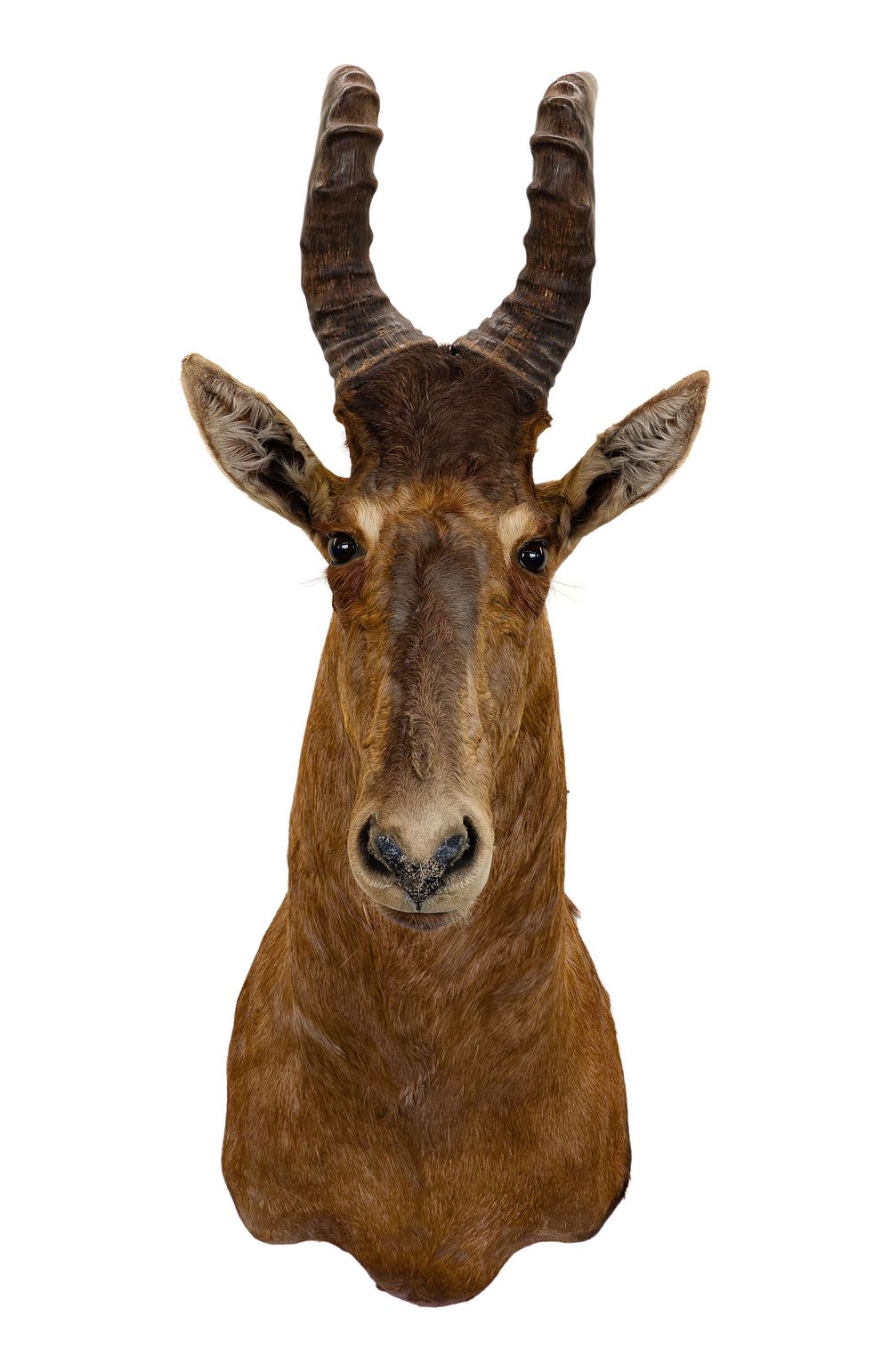 Lot 308: African Red Cape Hartebeest Shoulder Mount Taxidermy