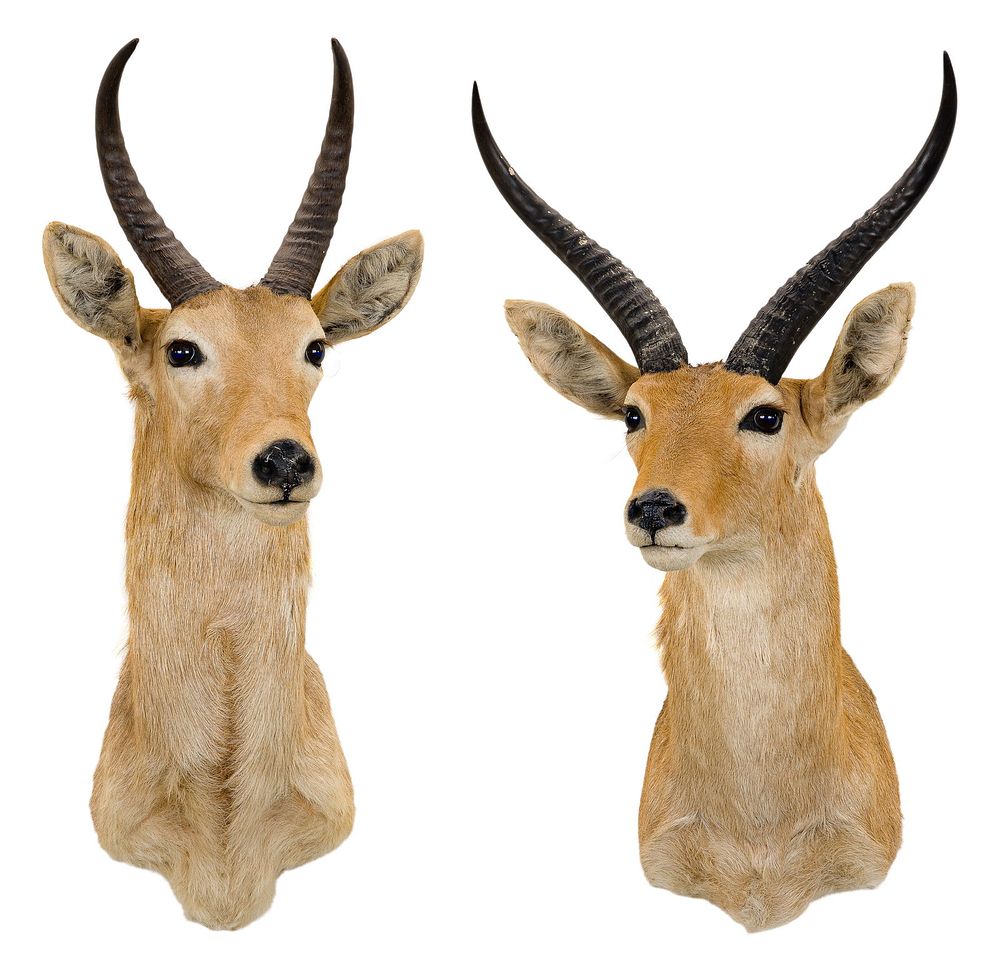 Lot 309: African Reedbuck Shoulder Mount Taxidermy