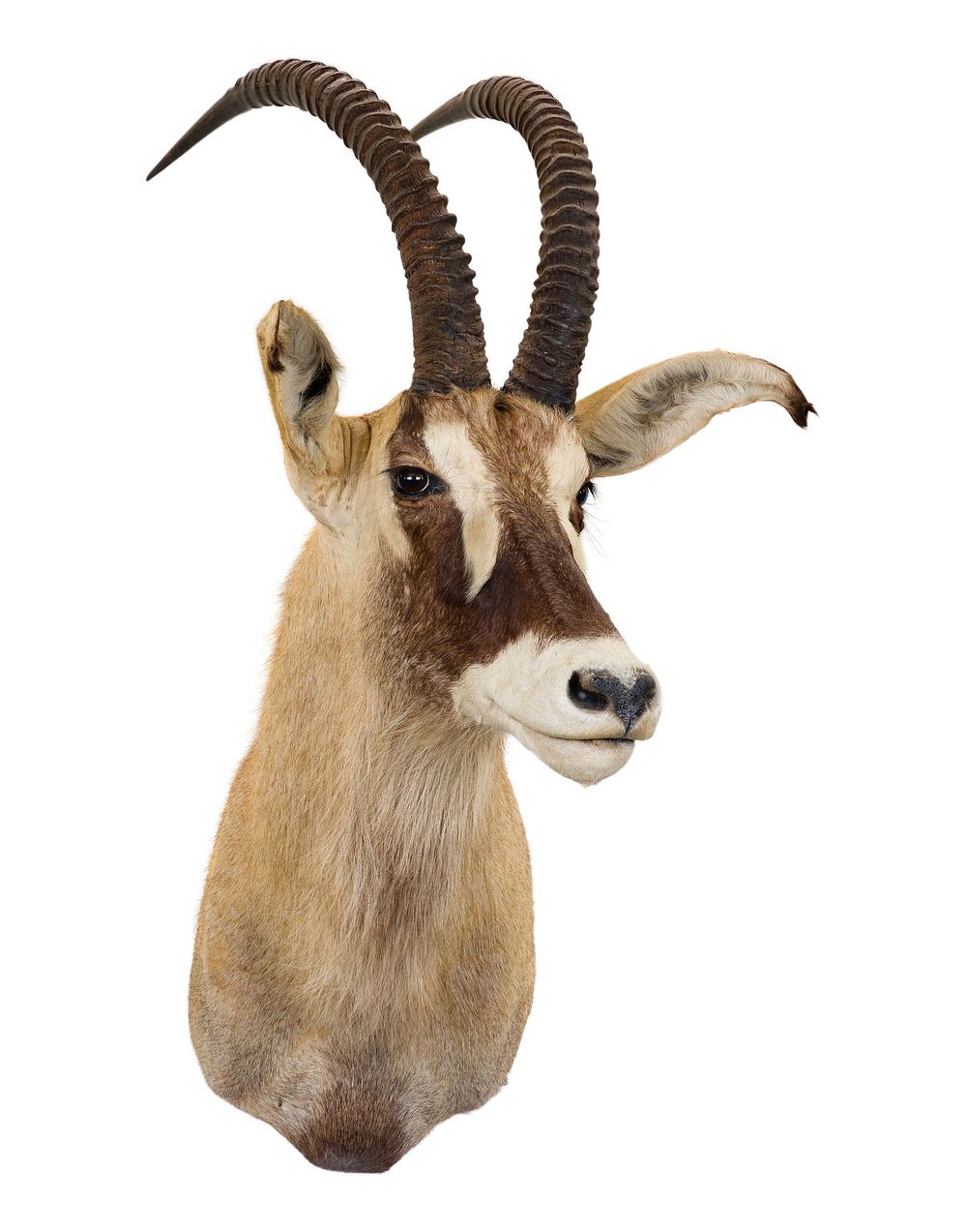 Lot 310: African Roan Shoulder Mount Taxidermy
