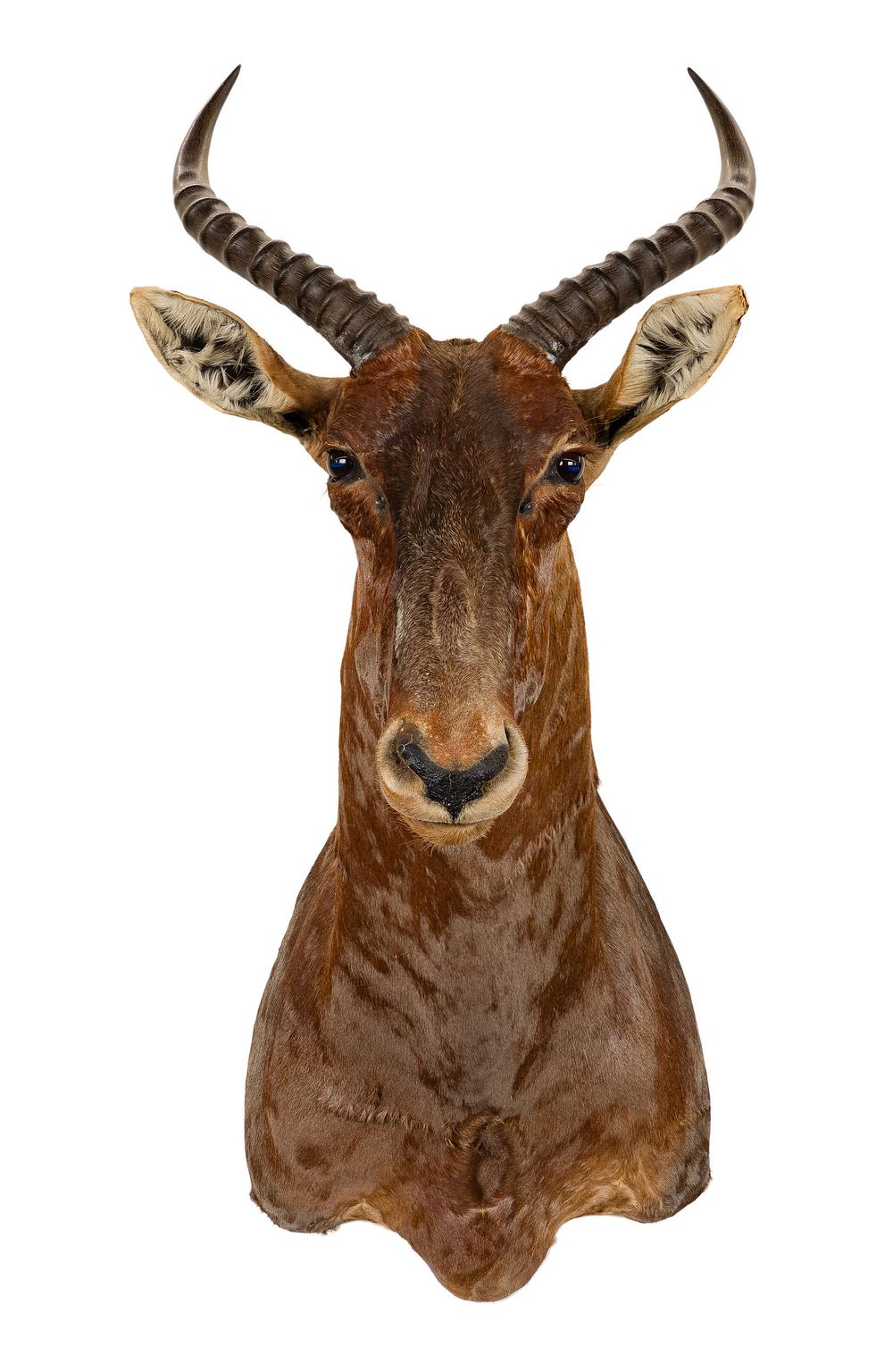 Lot 311: African Sassaby Shoulder Mount Taxidermy