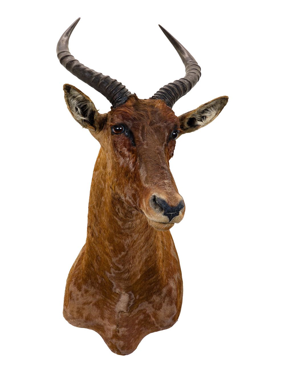 Lot 312: African Sassaby Shoulder Mount Taxidermy