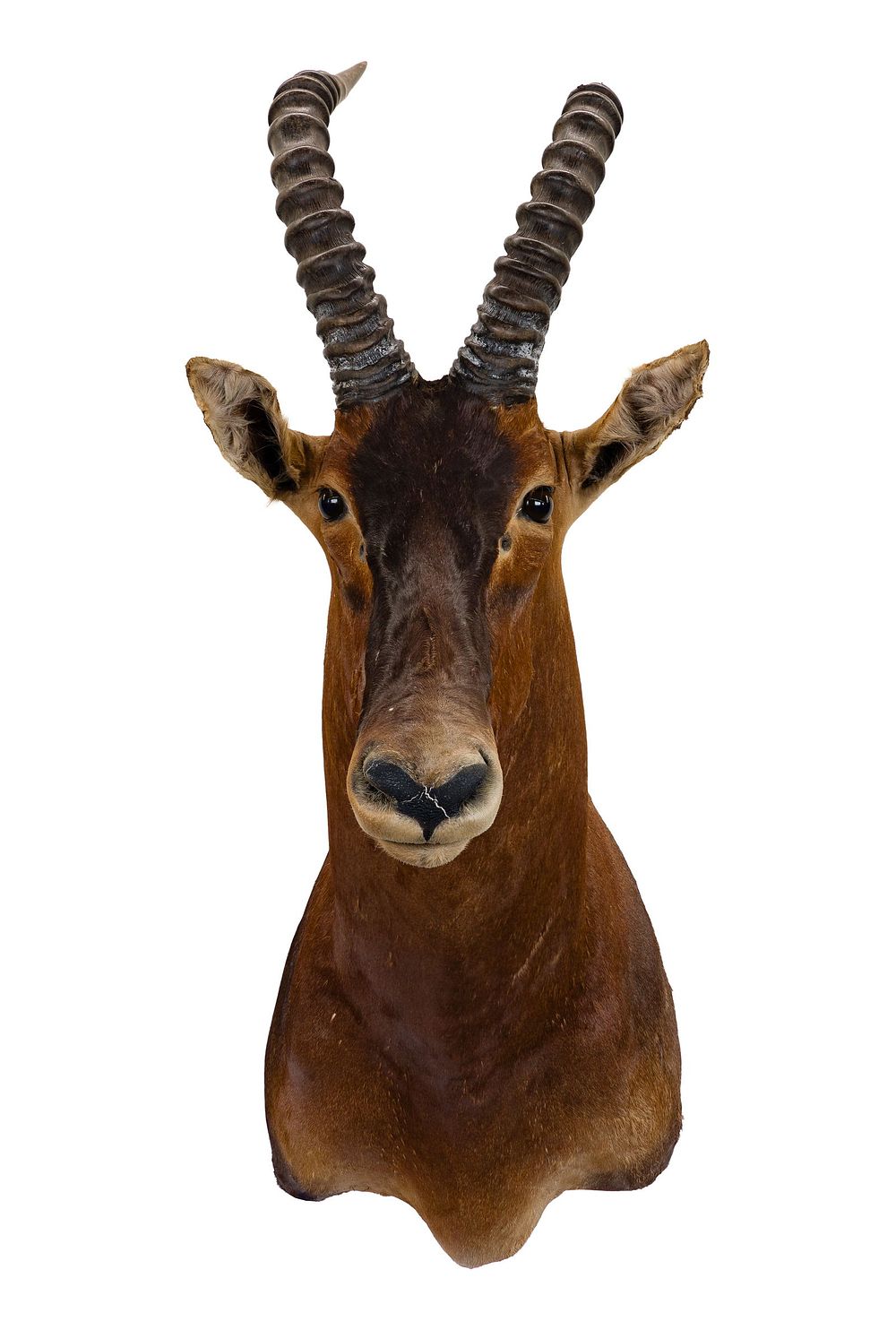 Lot 313: African Sassaby Shoulder Mount Taxidermy