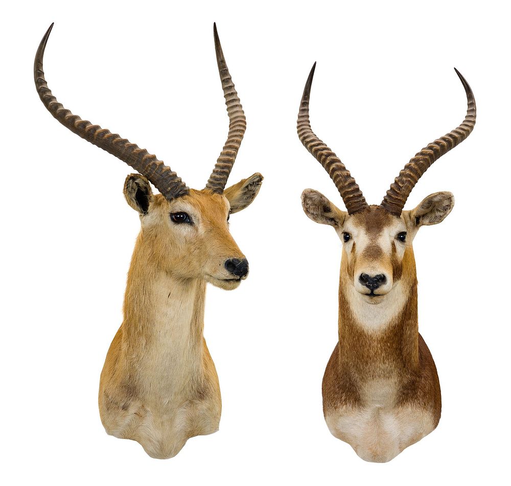 Lot 314: African Shoulder Mount Taxidermy