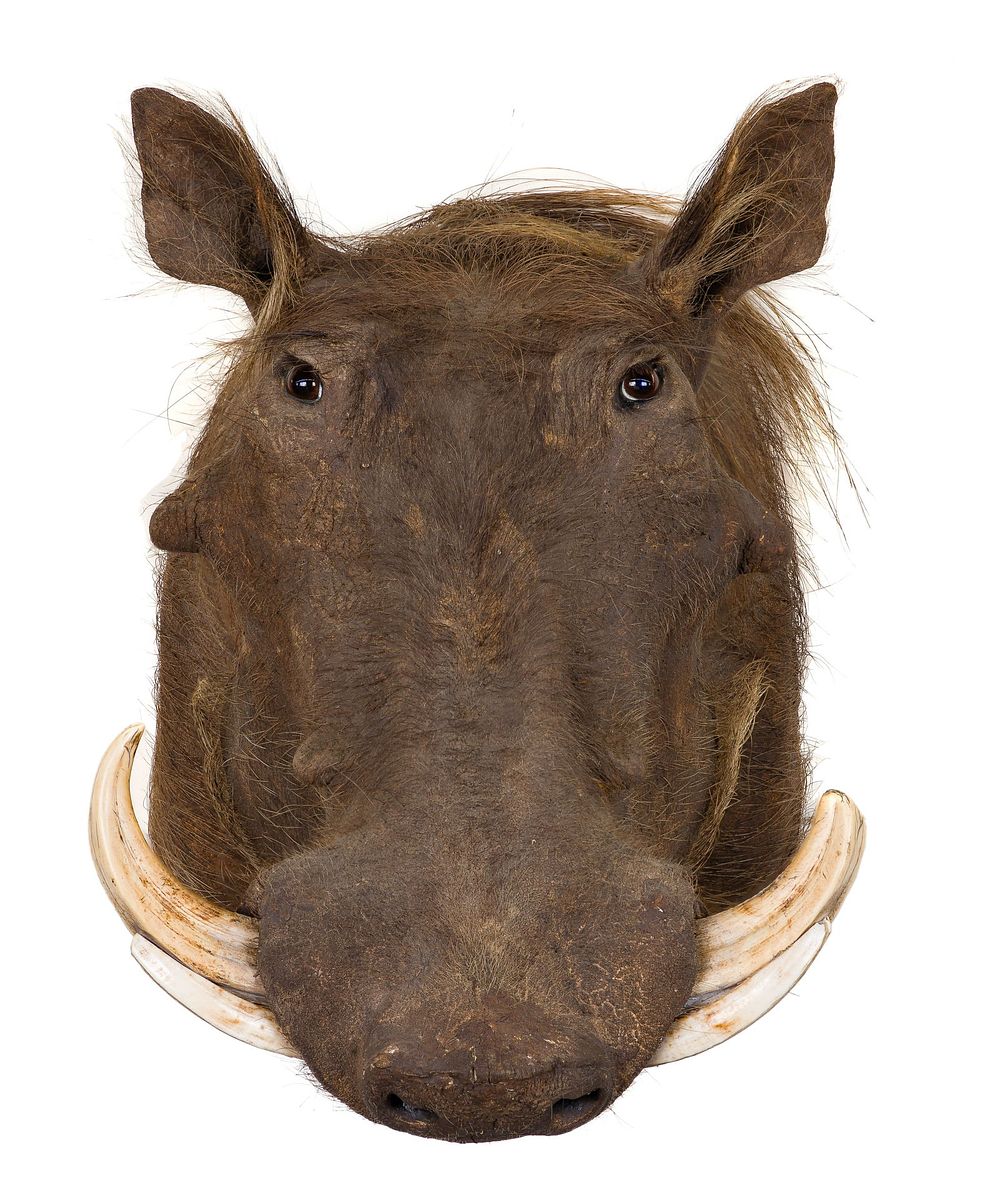 Lot 316: African Warthog Shoulder Mount Taxidermy