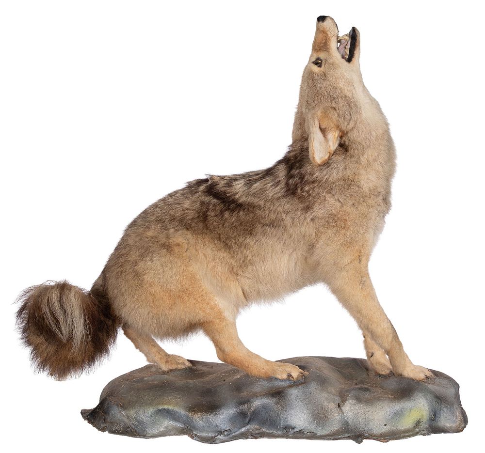 Lot 317: American Coyote Full Mount Taxidermy
