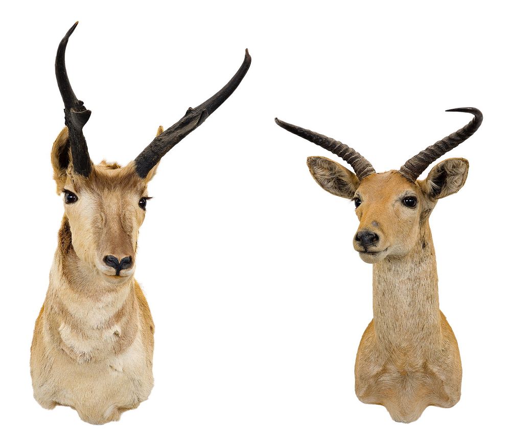 Lot 318: American Pronghorn Antelope Shoulder Mount Taxidermy
