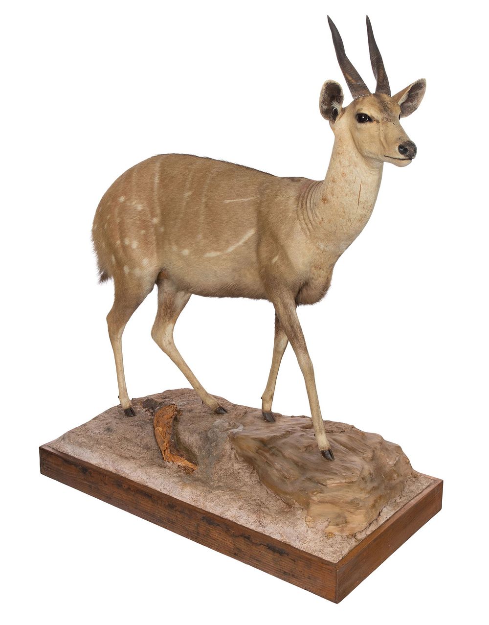Lot 322: African Harneseed Bushbuck Full Mount Taxidermy
