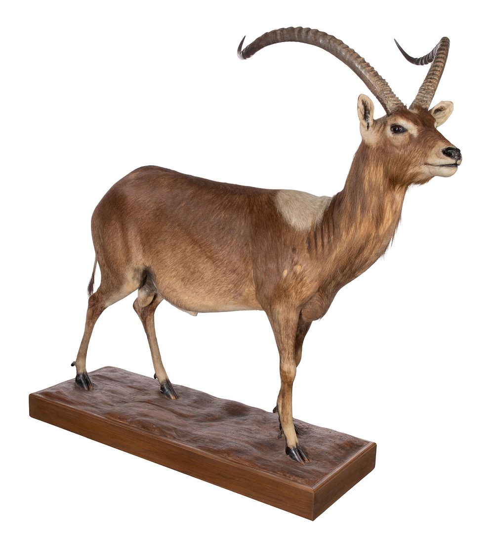 Lot 323: African Nile Lechwe Full Mount Taxidermy