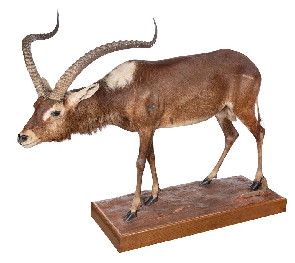 Lot 324: African Nile Lechwe Full Mount Taxidermy