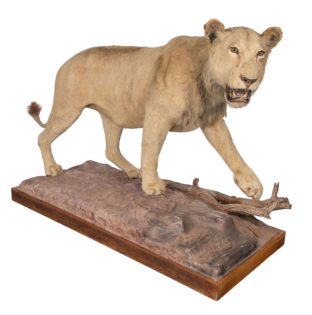 Lot 325: African Lion Full Mount Taxidermy