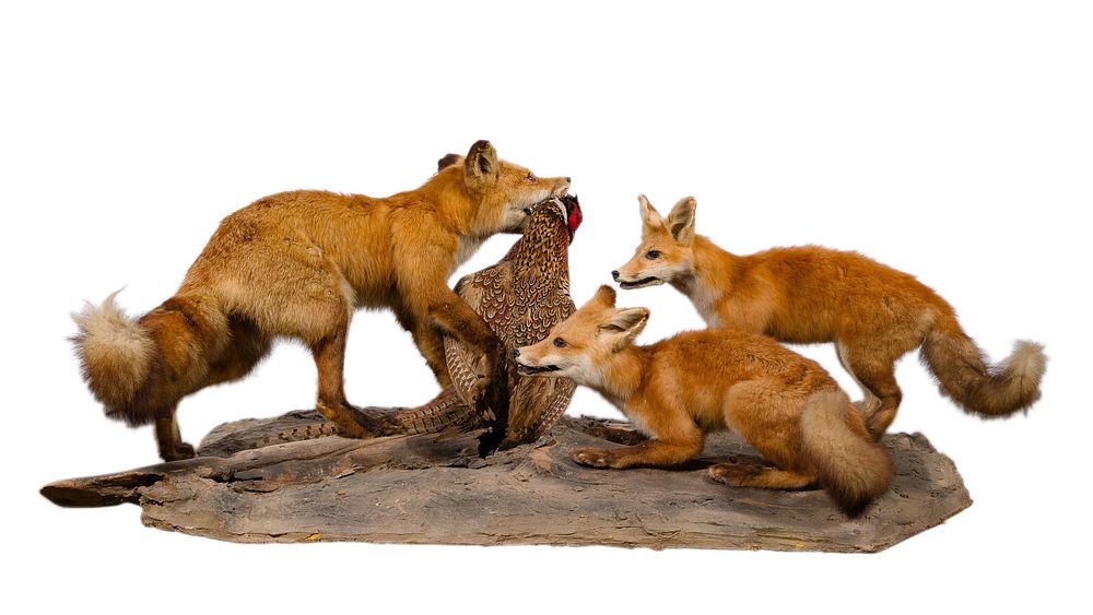 Lot 326: American Red Fox and Kits Full Mount Taxidermy