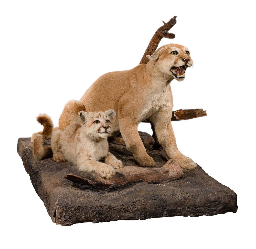 Lot 327: American Mountain Lion and Cub Full Mount Taxidermy