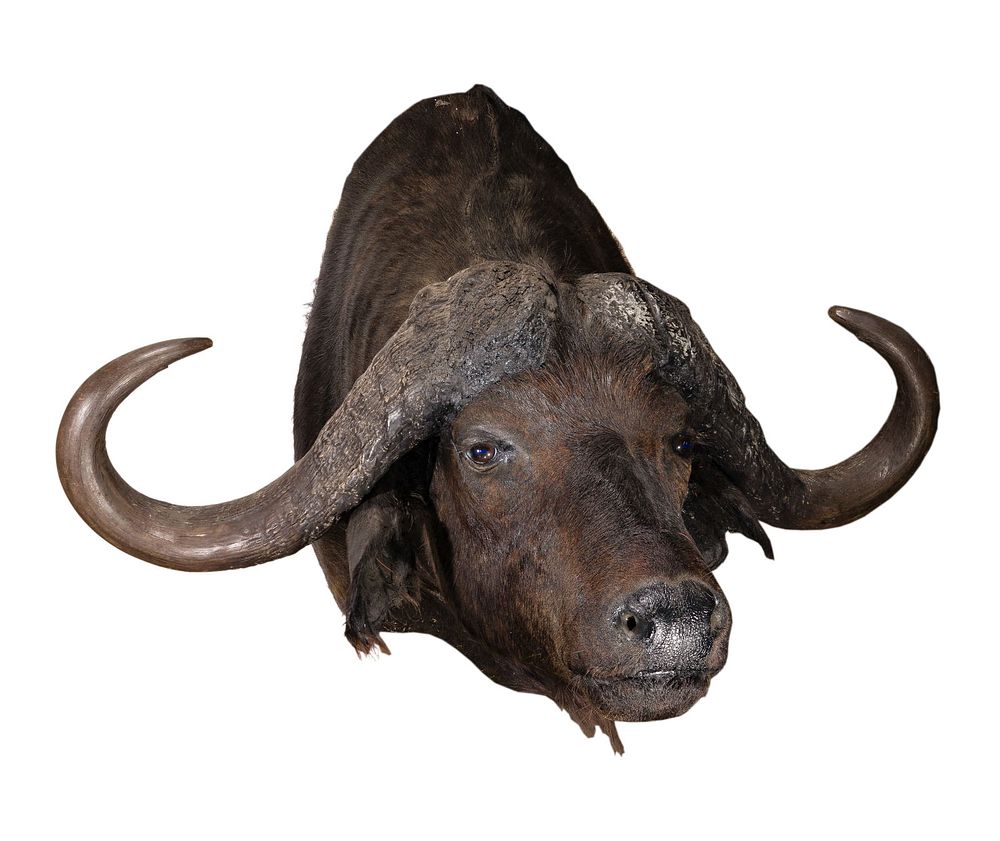 Lot 328: African Cape Buffalo Shoulder Mount Taxidermy