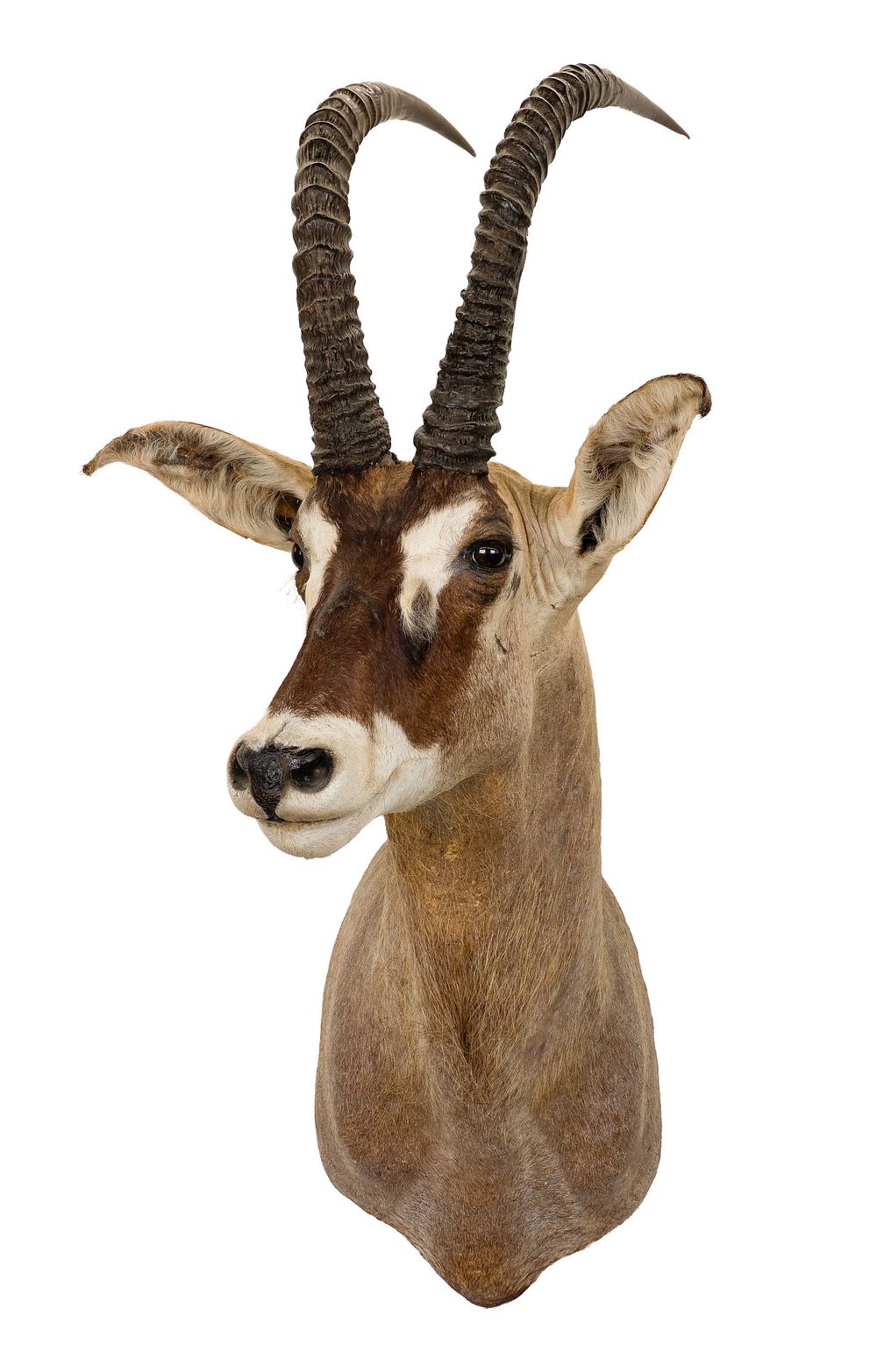 Lot 329: African Roan Shoulder Mount Taxidermy