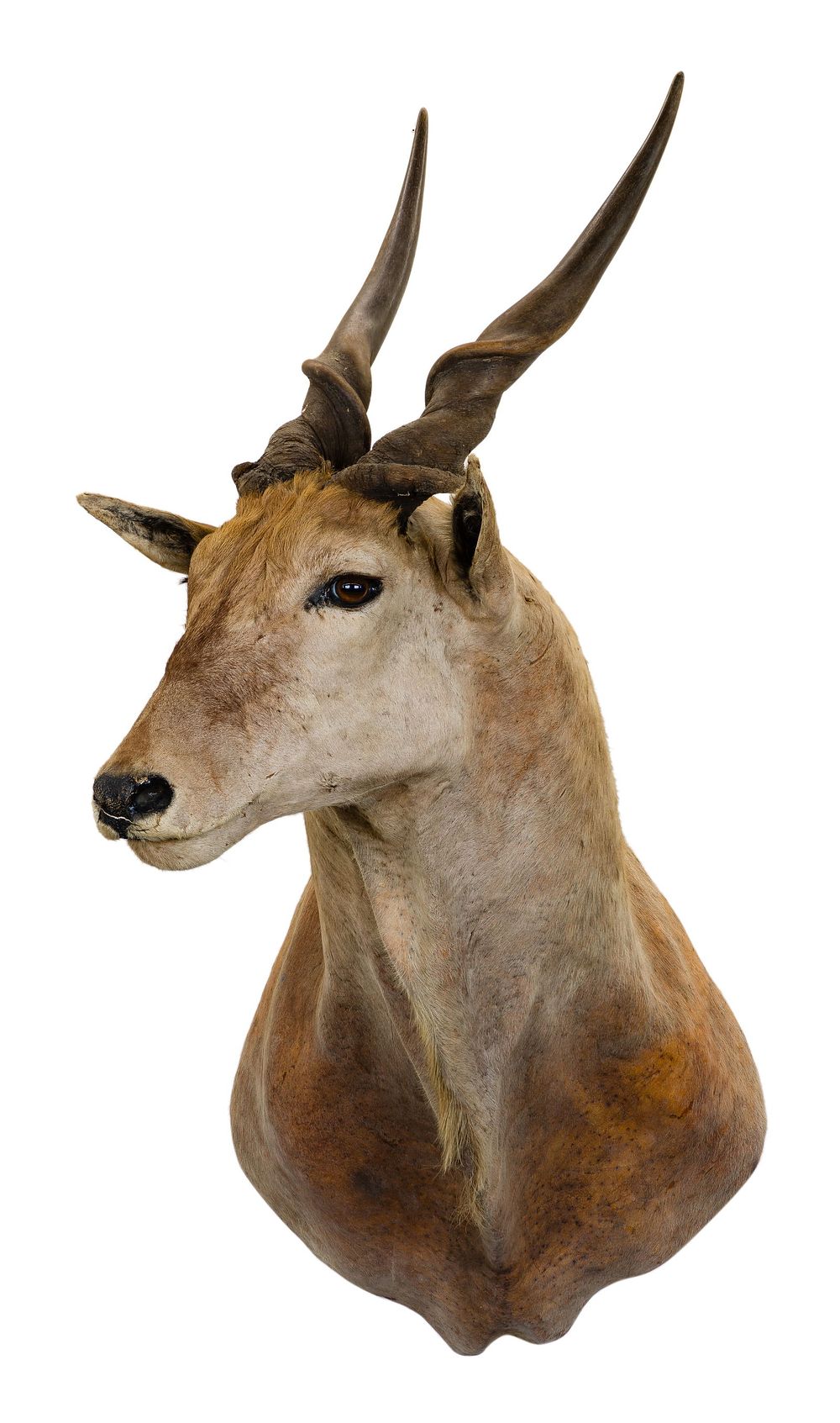 Lot 330: African Livingstone's Eland Shoulder Mount Taxidermy