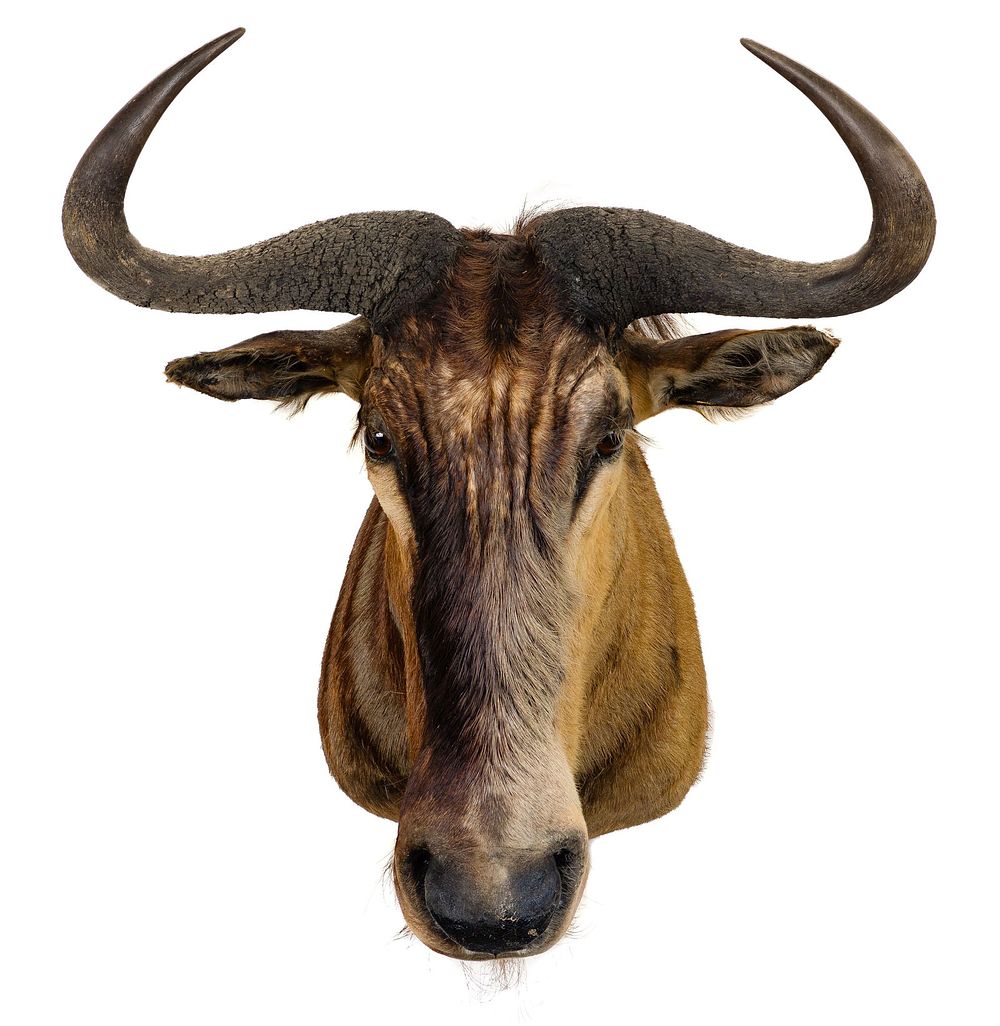 Lot 331: African Blue Wildebeest Taxidermy