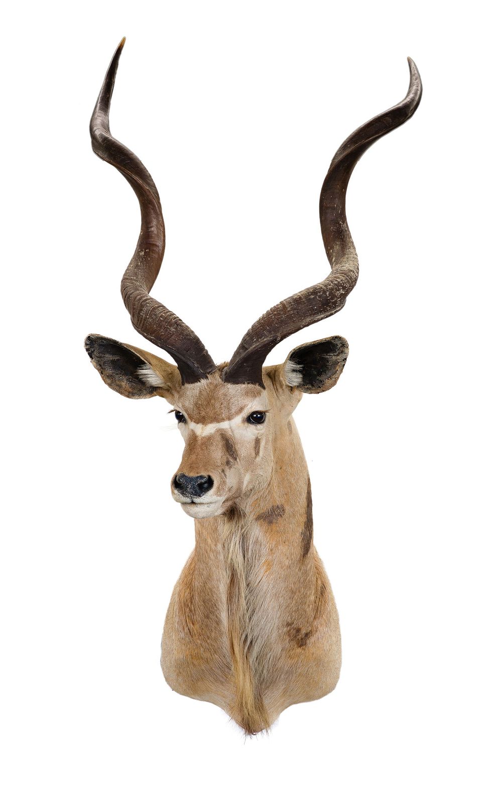 Lot 332: African Greater Kudu Shoulder Mount Taxidermy
