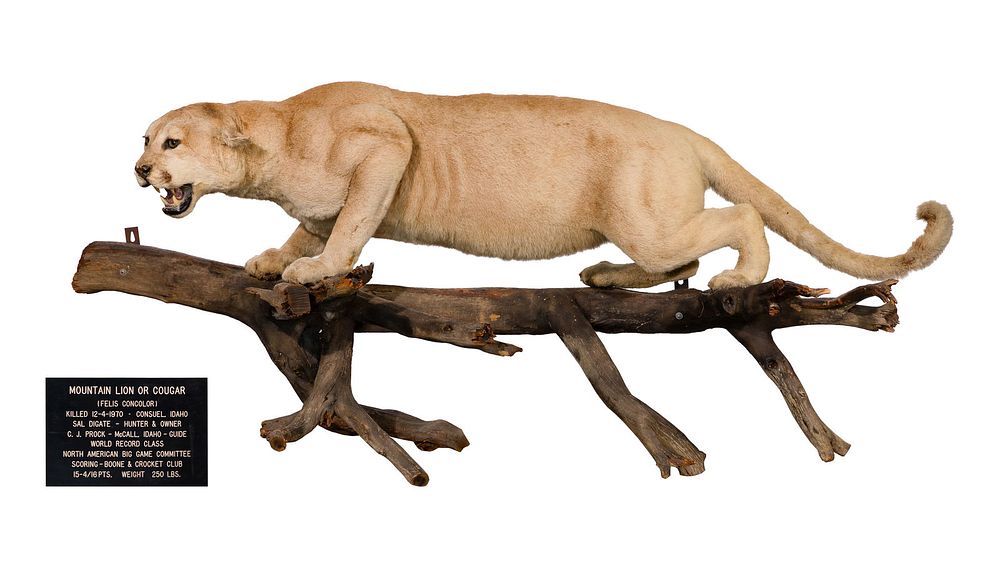 Lot 333: American Mountain Lion Full Mount Taxidermy