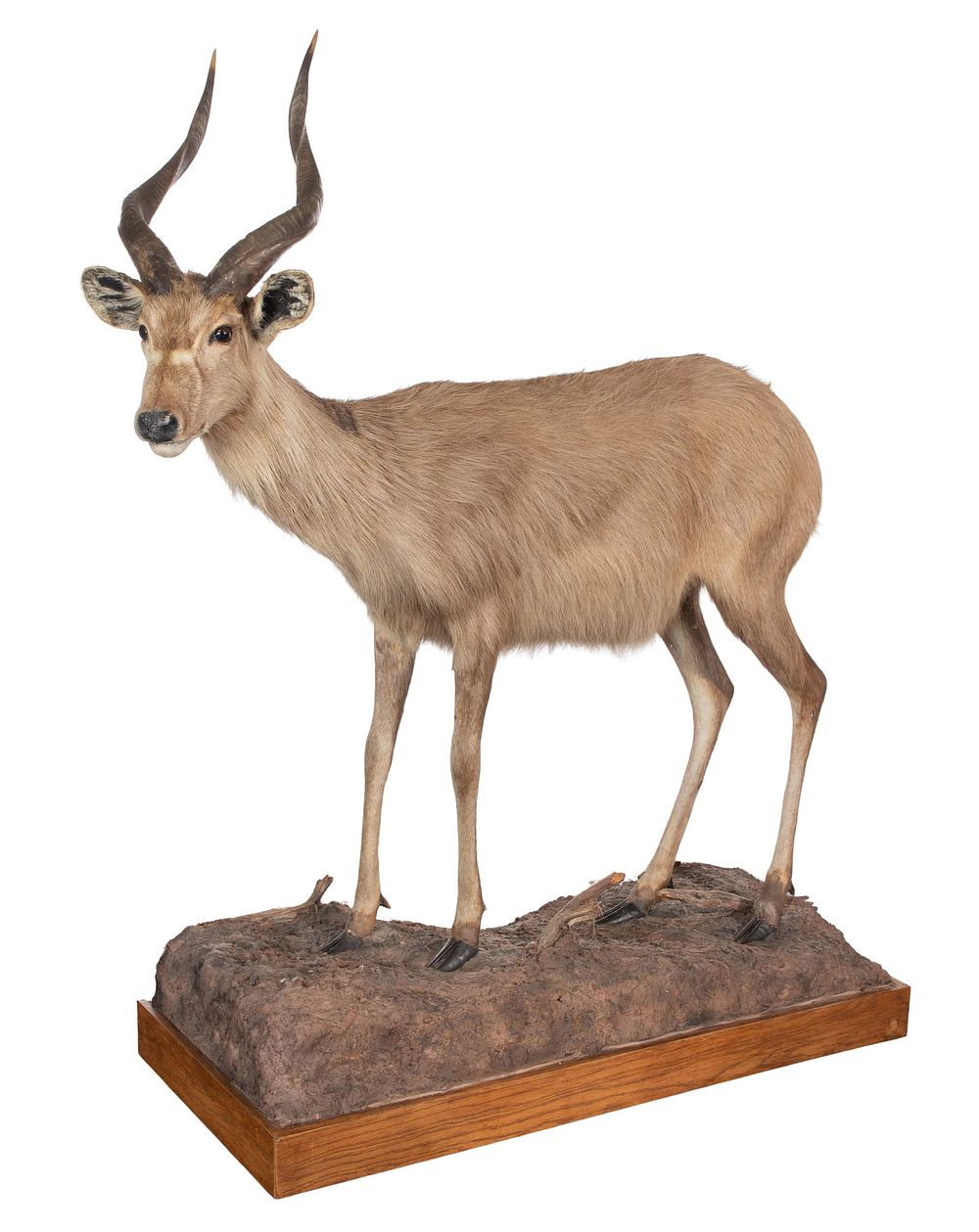 Lot 334: African Sitatunga Full Mount Taxidermy