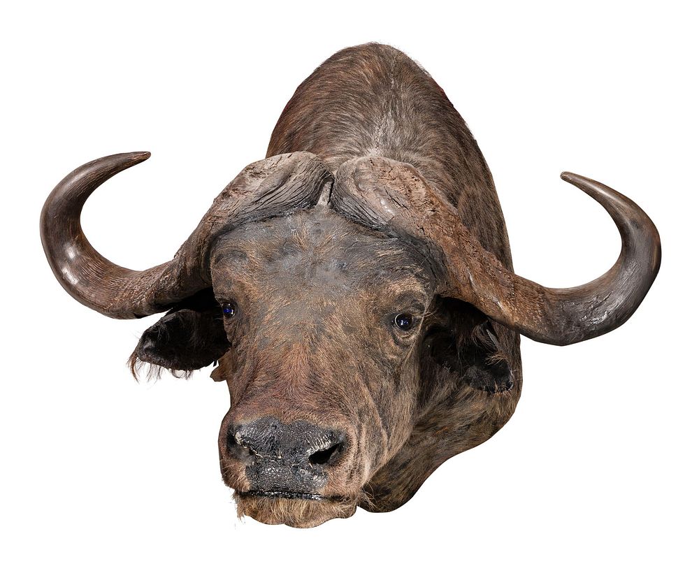 Lot 337: African Cape Buffalo Shoulder Mount Taxidermy