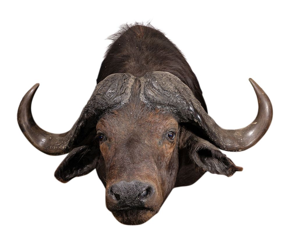 Lot 338: African Cape Buffalo Shoulder Mount Taxidermy