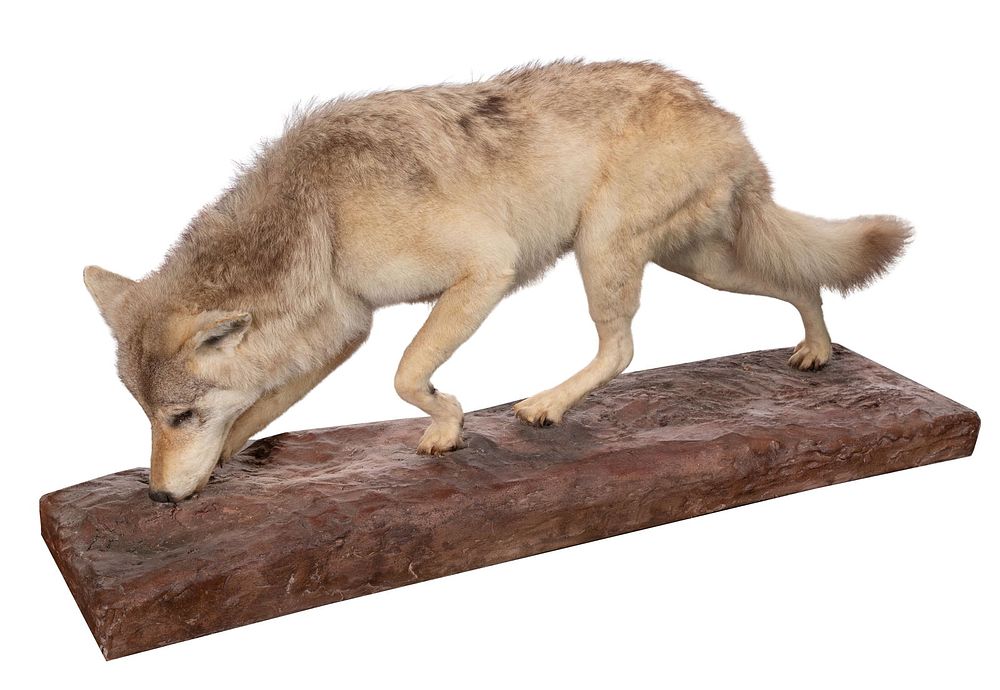 Lot 339: American Wolf Full Mount Taxidermy