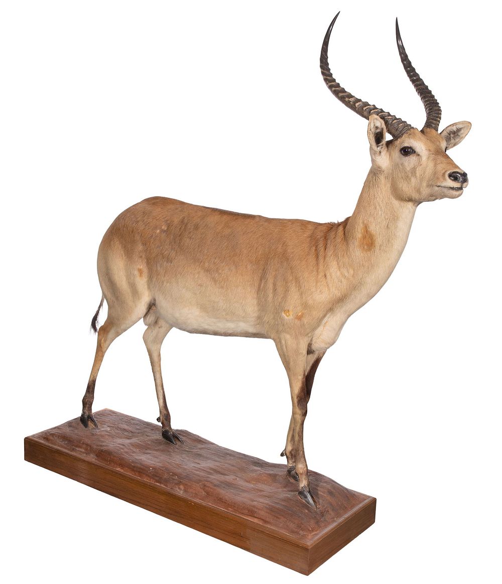 Lot 340: African Red Lechwe Antelope Full Mount Taxidermy
