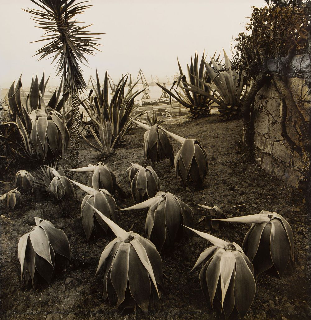 Lot 228: Joan Fontcuberta (Spanish, b.1955) 'Costa Llobero Garden, Barcelona' Silver Gelatin Print