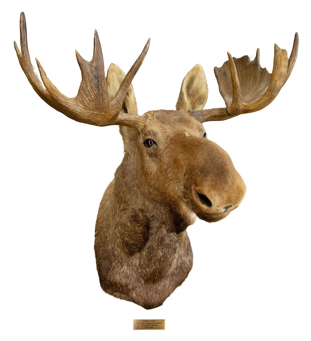 Lot 229: Alaskan Bull Moose Taxidermy Shoulder Mount