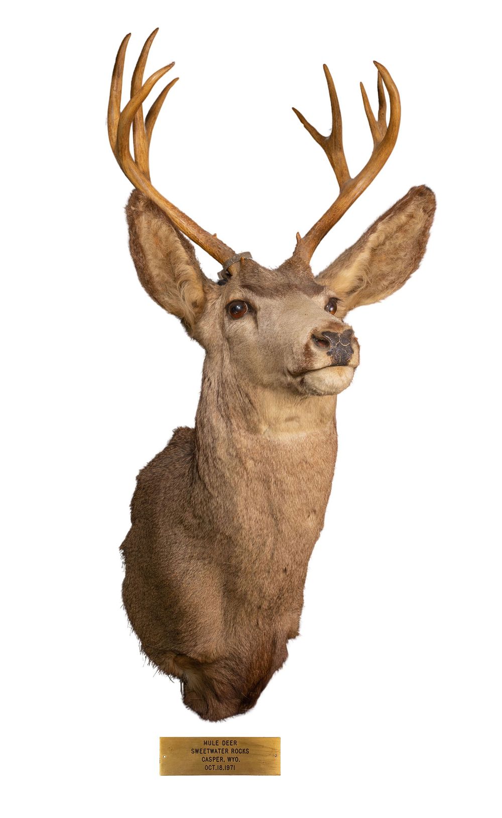Lot 231: Four-Point Mule Deer Taxidermy Shoulder Mount