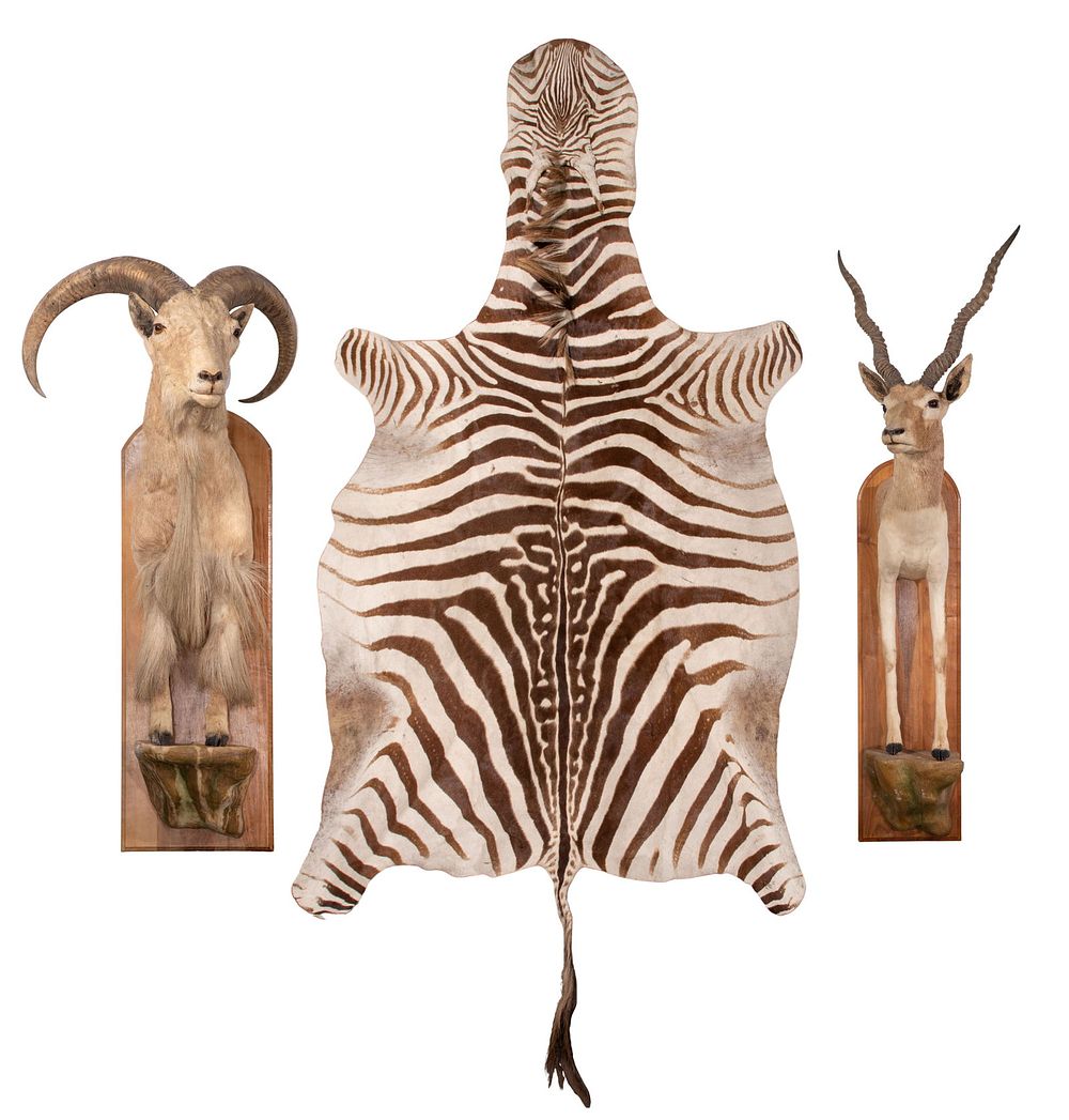 Lot 455: Taxidermy Assortment