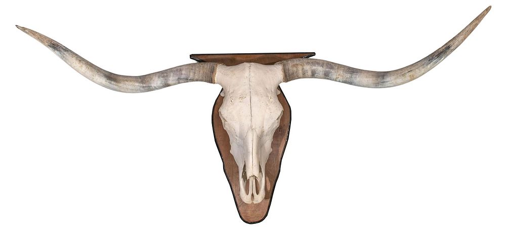 Lot 456: Longhorn Wall Mount