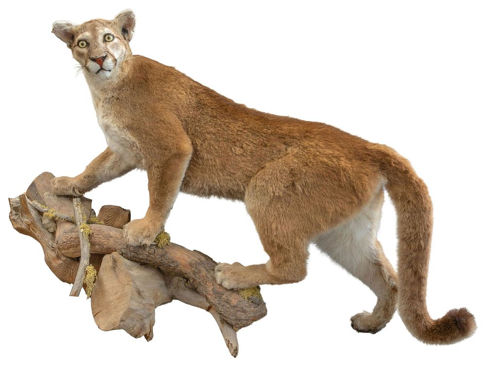 Lot 459: Mountain Lion Taxidermy