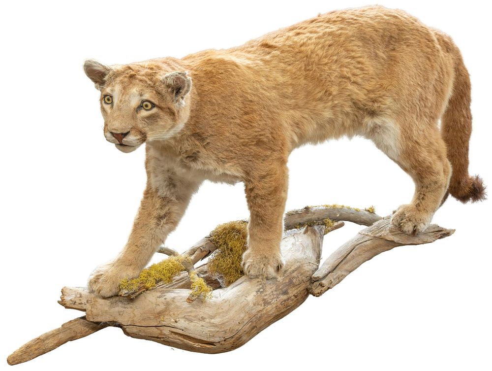 Lot 460: Mountain Lion Taxidermy