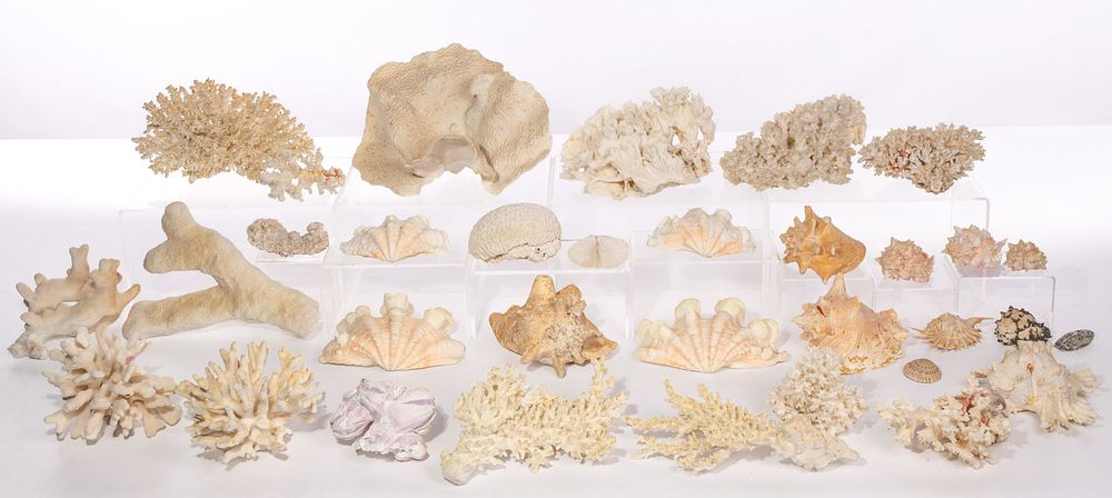 Lot 276: Coral and Shell Collection
