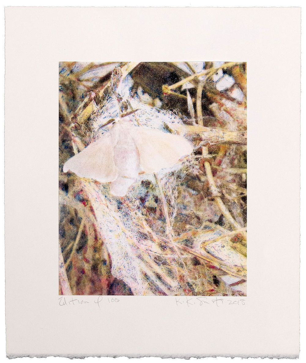 Lot 160: Kiki Smith (German / American, b.1954) 'Silk Moth' Risograph