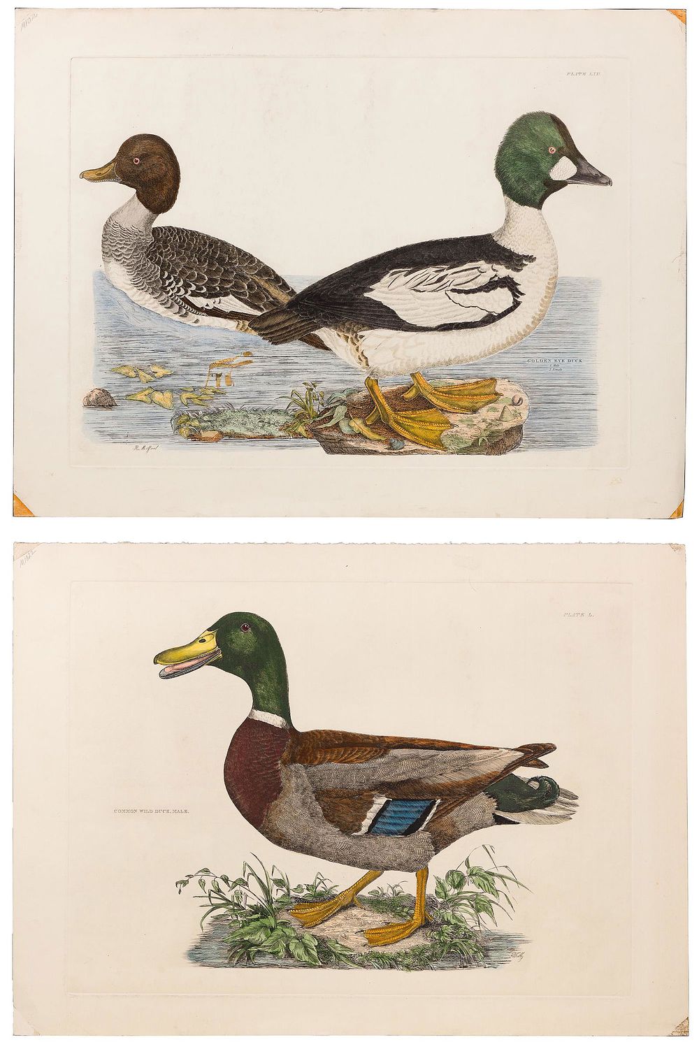 Lot 157: Ornithological Hand Colored Engraving Assortment