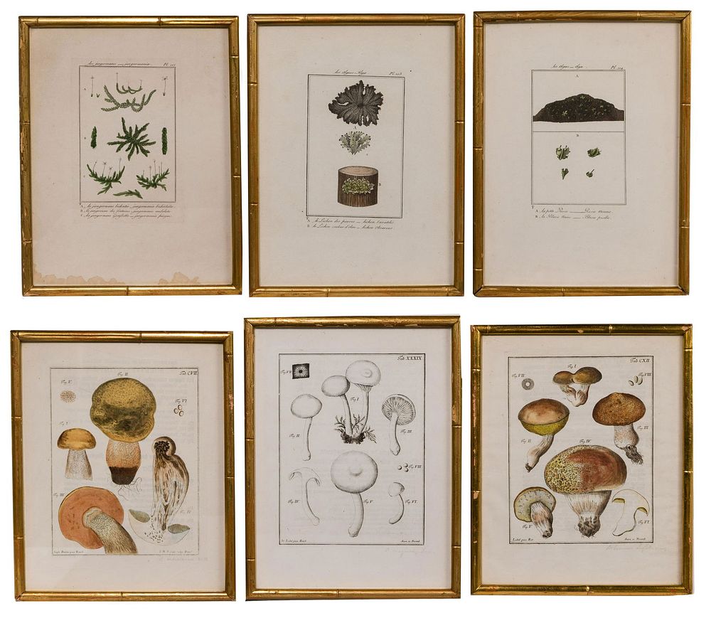 Lot 465: Botanical and Mushroom Etching Assortment