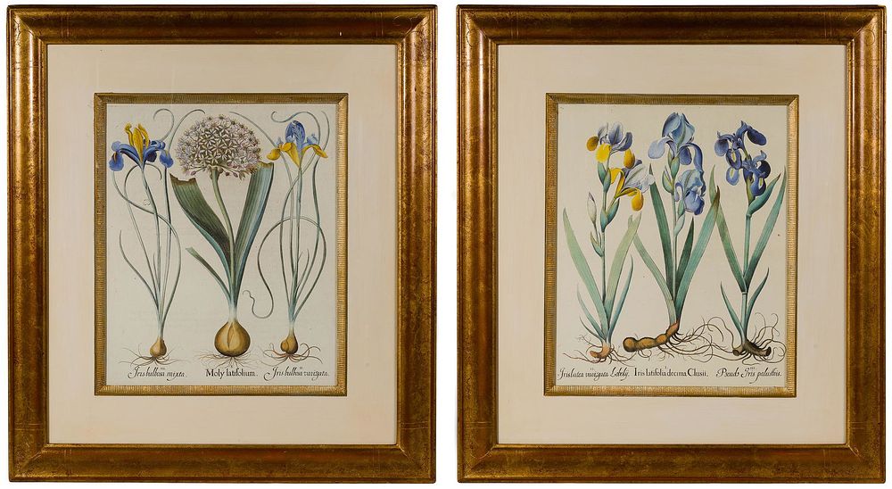 Lot 467: Botanical Offset Lithographs