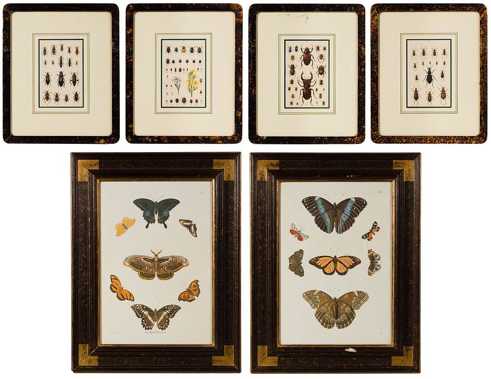 Lot 469: Entomology Colored Etching and Print Assortment