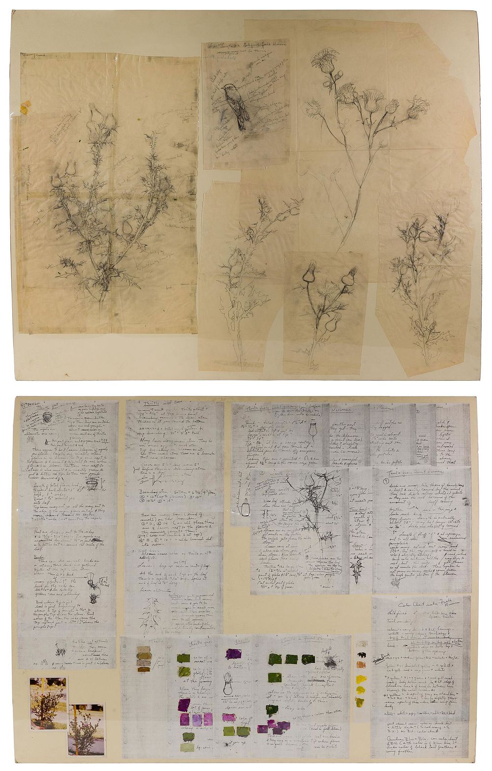 Lot 240: Thistle Studies Graphite on Paper