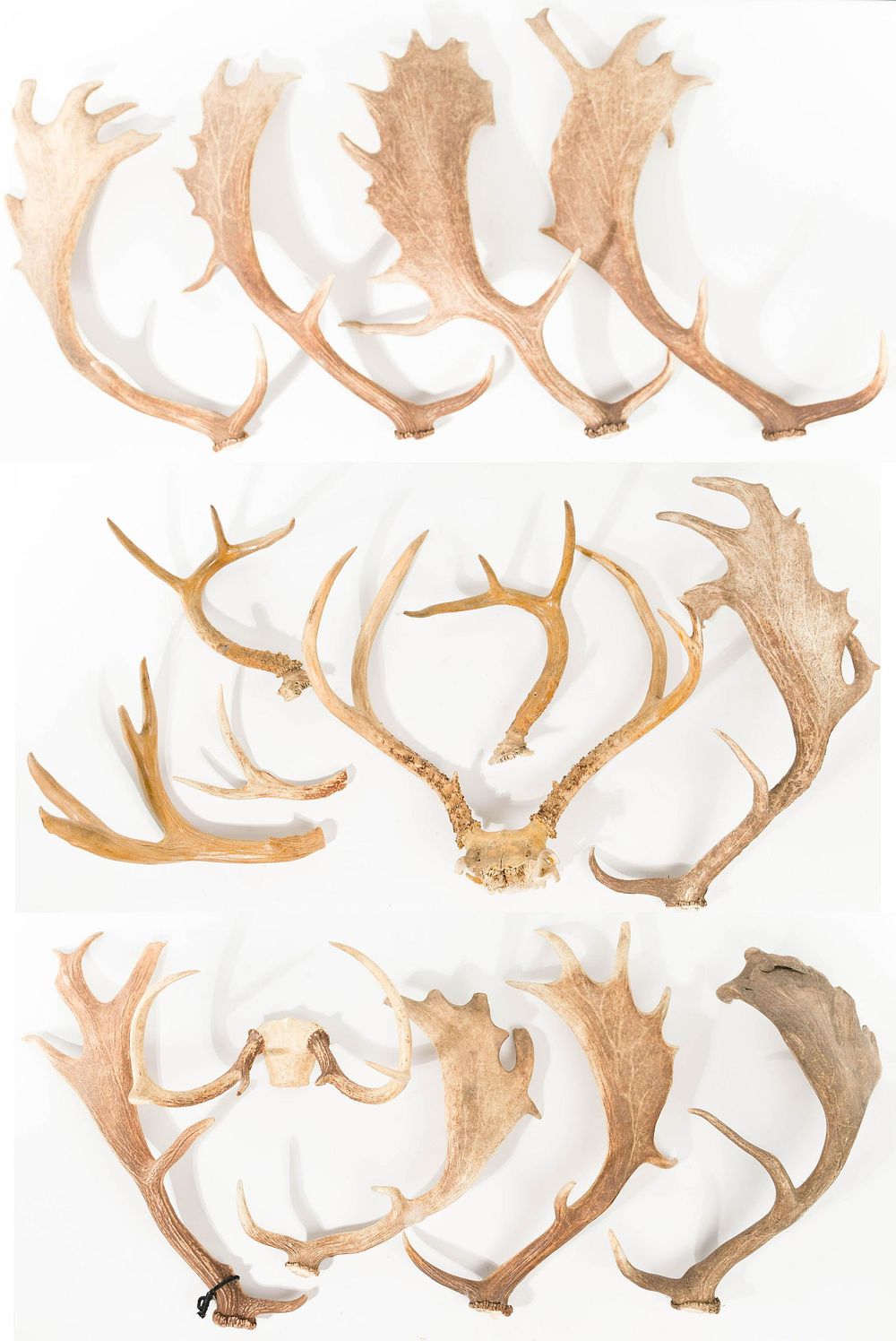Lot 429: Antler Assortment