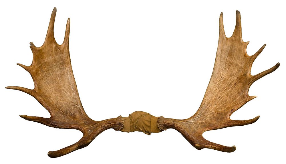 Lot 431: Moose Antlers