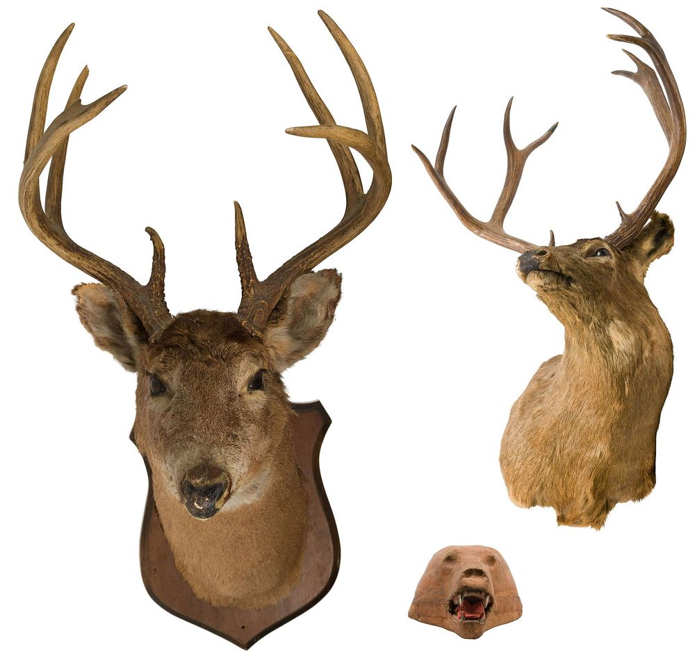 Lot 432: Taxidermy Assortment