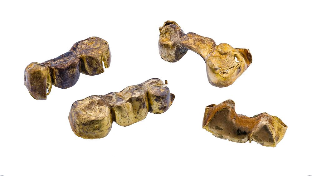 Lot 468: Dental Gold Assortment