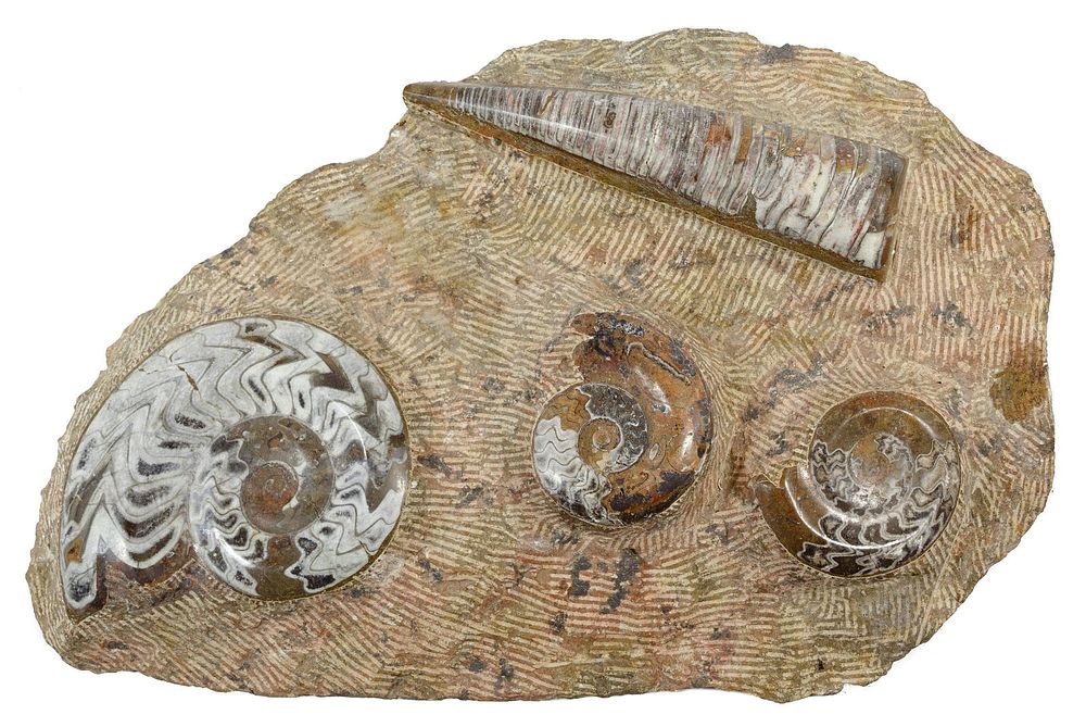Lot 201: Orthoceras and Ammonite Fossils on a Matrix Plate