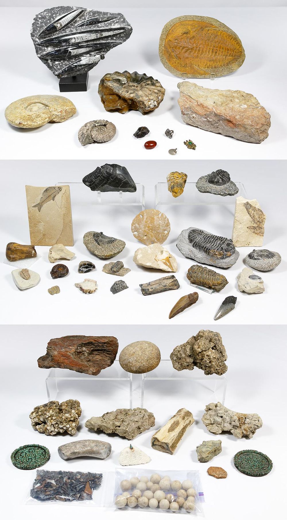 Lot 426: Natural History Fossil Assortment