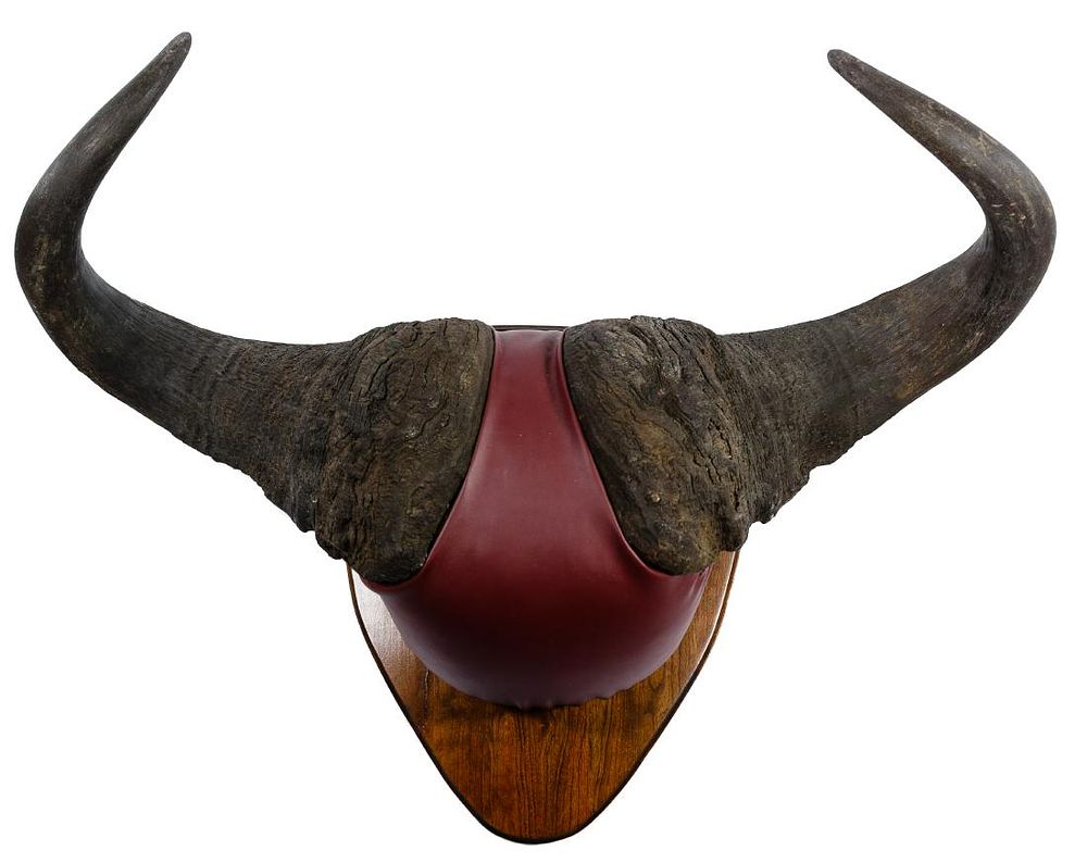Lot 286: Cape Buffalo Mounted Horns