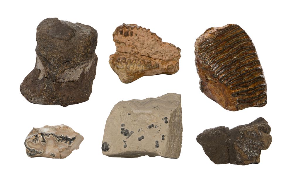 Lot 395: Woolly Mammoth Tooth and Fossil Assortment